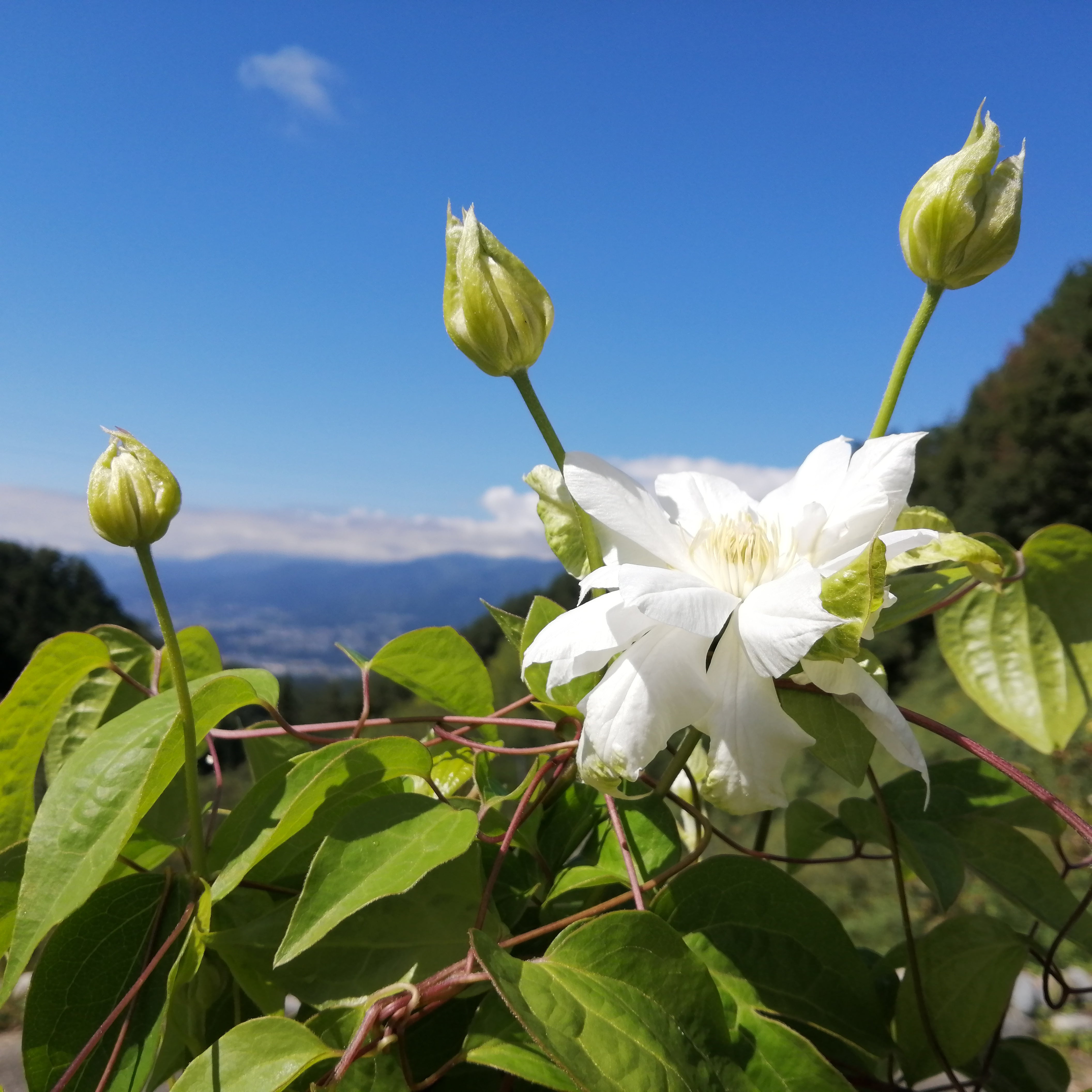 花処おのくぼ｜切り花農家の産直通販～花畑のお花をご自宅へ！