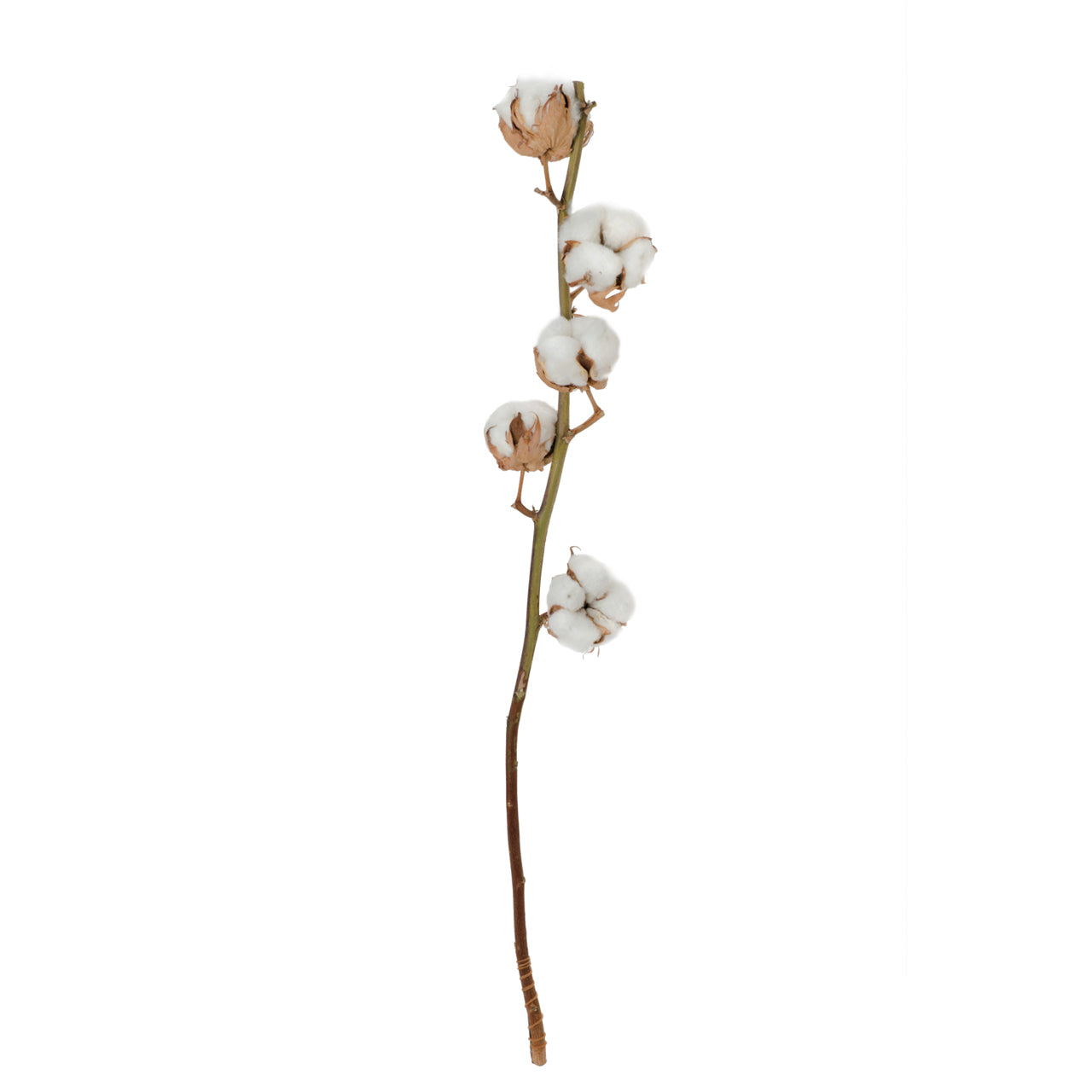 綿花(コットンフラワー)