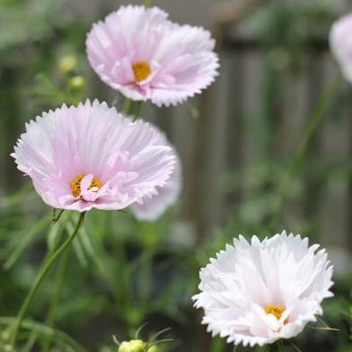 秋桜 (コスモス) カップケーキ