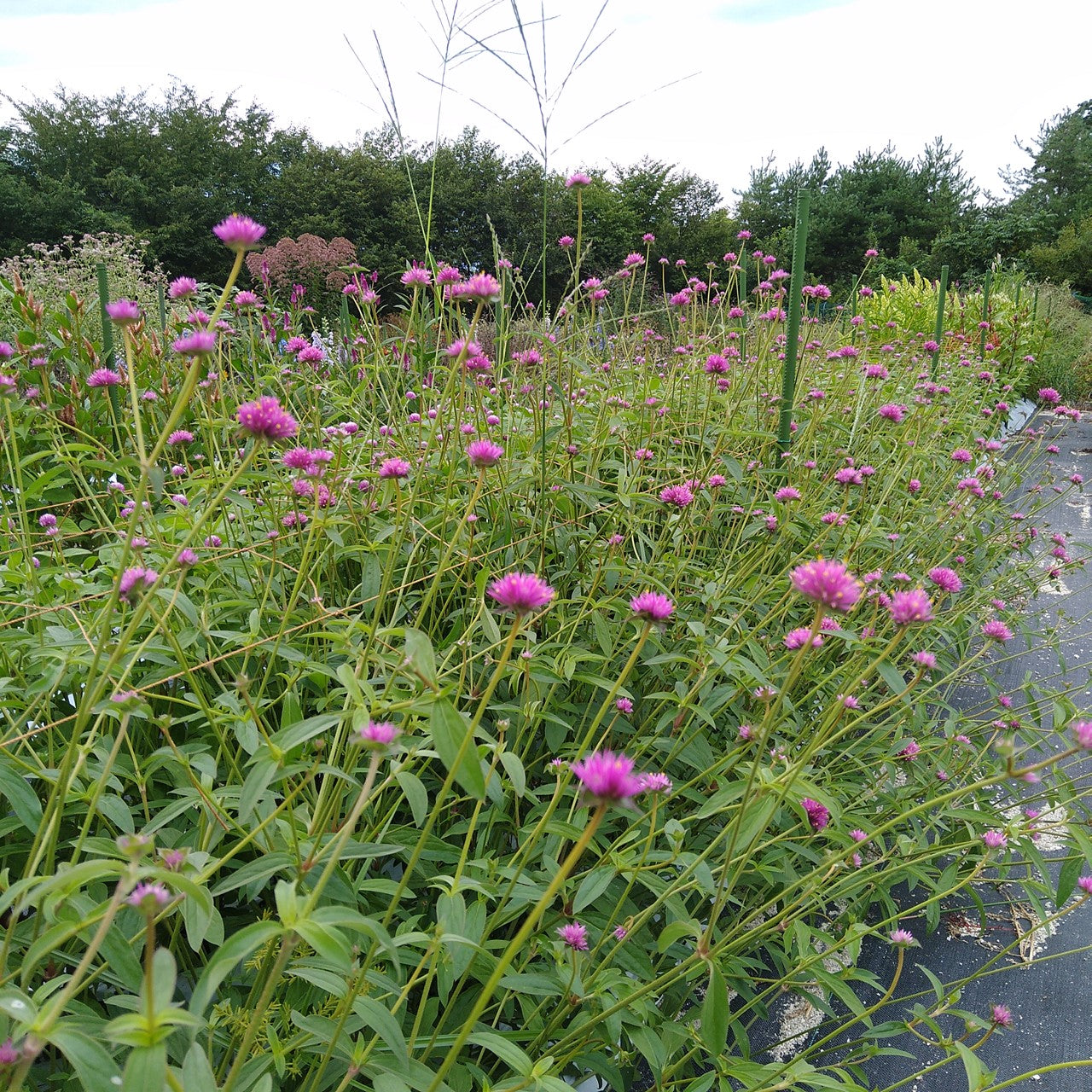 センニチコウ ファイヤーワークス3本セット