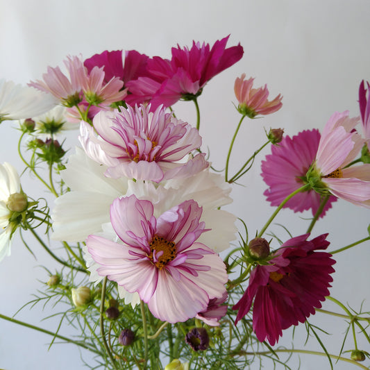 １０月の切り花