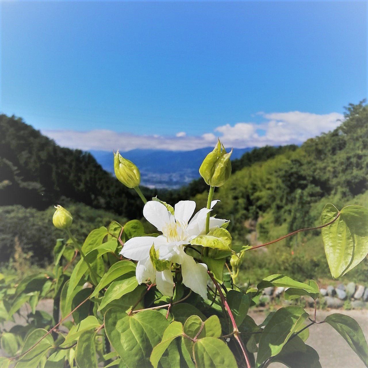 花処おのくぼ｜切り花農家の産直通販～花畑のお花をご自宅へ！